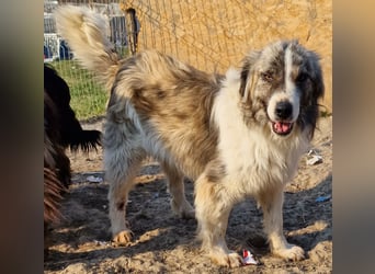 Tequilla - interessiert und wachsam