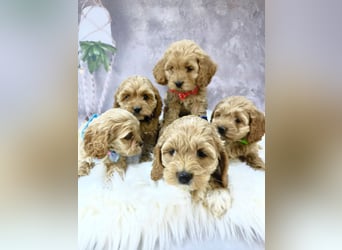 Schöne Cockapoo-Welpen