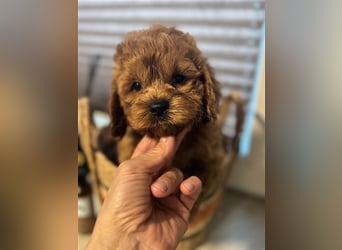 Cockapoo. F1 American Wurfankündigung Juli 2025