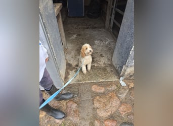 Cockapoo. F1 American Wurfankündigung Juli 2025
