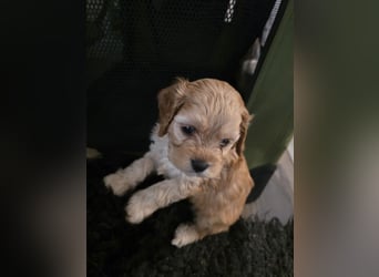 Cockapoo. F1 American Wurfankündigung Juli 2025