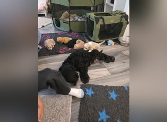 Cockapoo. F1 American Wurfankündigung Juli 2025