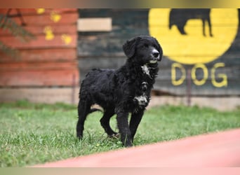 Cockapoo - Mischling