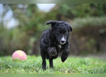 Cockapoo - Mischling