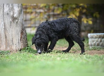 Cockapoo - Mischling