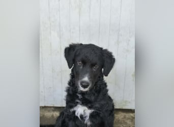 Cockapoo - Mischling