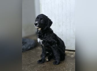 Cockapoo - Mischling