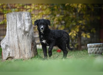 Cockapoo - Mischling