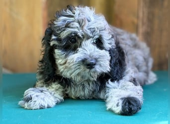Einzigartige Silver-Merle-Cockapoo-Welpen