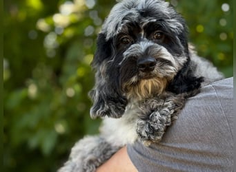 Einzigartige Silver-Merle-Cockapoo-Welpen