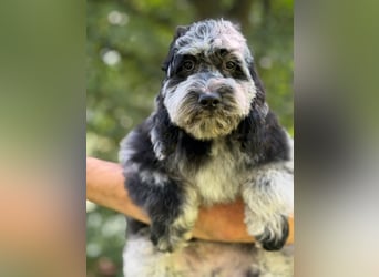 Einzigartige Silver-Merle-Cockapoo-Welpen