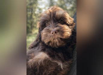 Cockapoo Choco Hündin