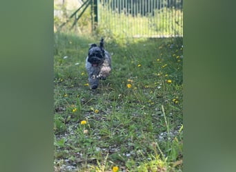 Einzigartige Silver-Merle-Cockapoo-Welpen