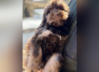 Cockapoo Choco Hündin