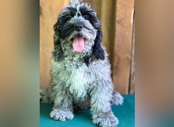 Einzigartige Silver-Merle-Cockapoo-Welpen