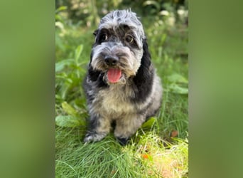 Einzigartige Silver-Merle-Cockapoo-Welpen