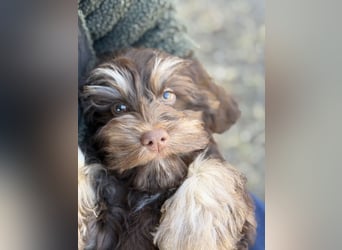 Cockapoo Choco Hündin