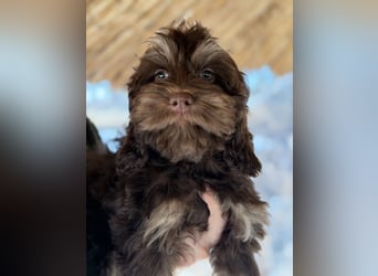 Cockapoo Choco Hündin