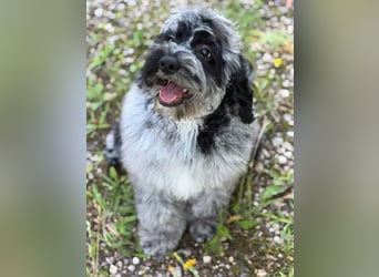 Einzigartige Silver-Merle-Cockapoo-Welpen