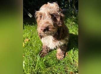 Englisch Cockerdoodle im exklusivem Fellkleid