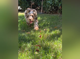 Englisch Cockerdoodle im exklusivem Fellkleid