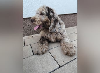 Englisch Cockerdoodle im exklusivem Fellkleid