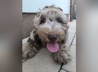 Englisch Cockerdoodle im exklusivem Fellkleid