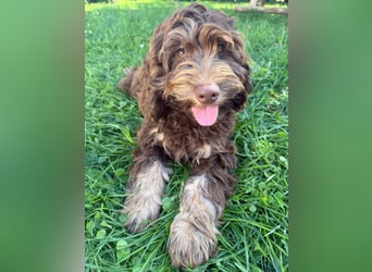 Englisch Cockerdoodle im exklusivem Fellkleid