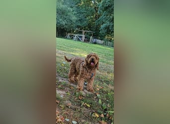 Cockapoo Elli