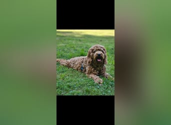 Cockapoo Elli