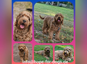 Cockapoo Elli