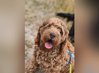 Cockapoo Elli