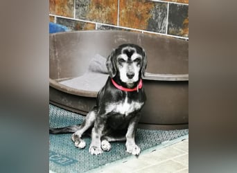Dita, Cockerspaniel -Beaglemix, geb. 2015, super brave Seniorin mit gesundheitlichen Einschränkungen