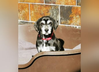 Dita, Cockerspaniel -Beaglemix, geb. 2015, super brave Seniorin mit gesundheitlichen Einschränkungen