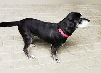 Dita, Cockerspaniel -Beaglemix, geb. 2015, super brave Seniorin mit gesundheitlichen Einschränkungen