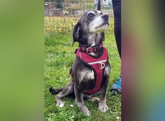 Dita, Cockerspaniel -Beaglemix, geb. 2015, super brave Seniorin mit gesundheitlichen Einschränkungen