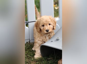 Cockapoo sucht neuen Dosenöffner