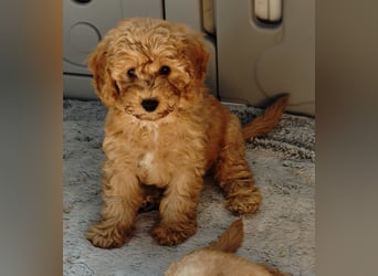 Cockapoo sucht neuen Dosenöffner