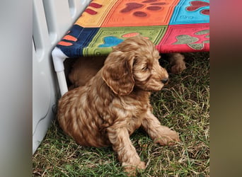 Cockapoo sucht neuen Dosenöffner