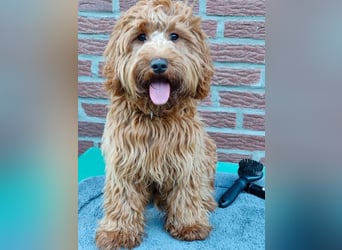 Cockapoo sucht neuen Dosenöffner