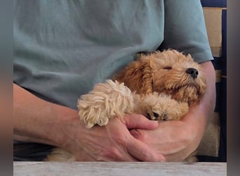 Cockapoo sucht neuen Dosenöffner