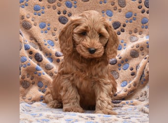 Cockapoo sucht neuen Dosenöffner