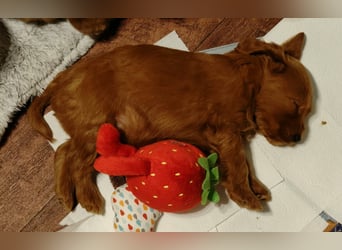 Cockapoo sucht neuen Dosenöffner