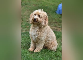 Cockapoo sucht neuen Dosenöffner