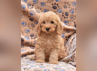 Cockapoo sucht neuen Dosenöffner