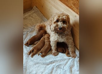 Cockapoo sucht neuen Dosenöffner
