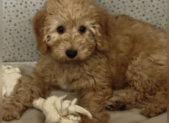 Cockapoo sucht neuen Dosenöffner