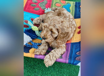 Cockapoo sucht neuen Dosenöffner