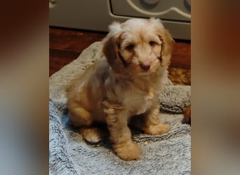 Cockapoo sucht neuen Dosenöffner