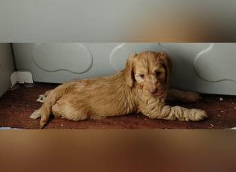 Cockapoo sucht neuen Dosenöffner